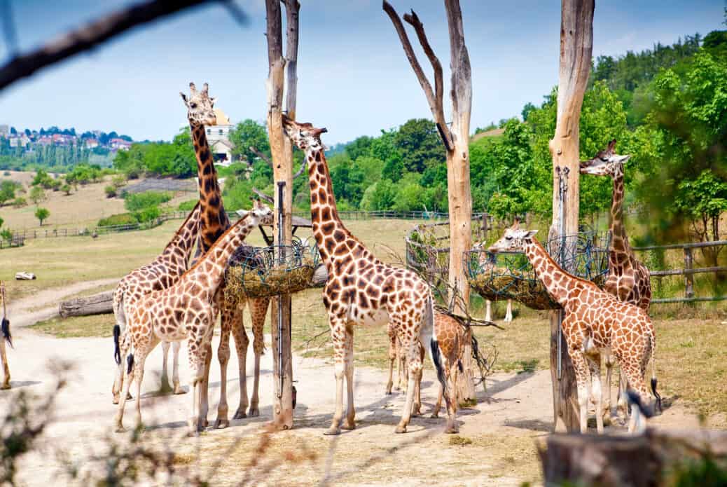Billet coupe-file pour le Zoo de Prague
