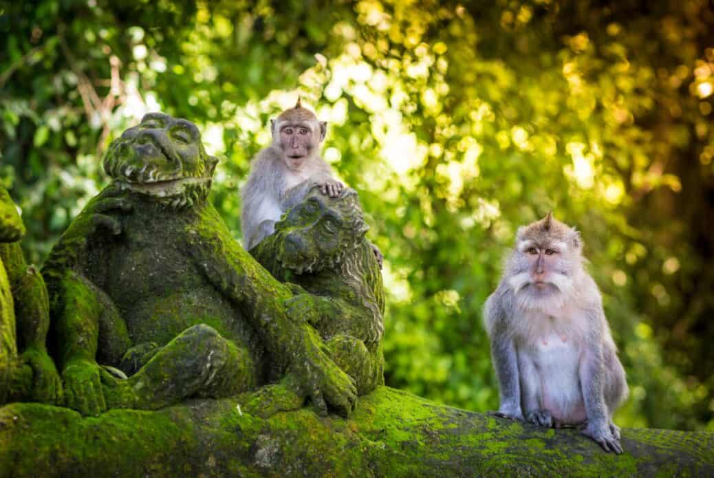 Visite guidée de la forêt des singes