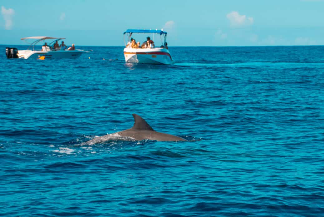 Sortie en hors-bord et nage avec les dauphins