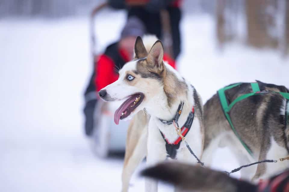 Excursion en traîneau à huskies et aurores boréales à Kiruna