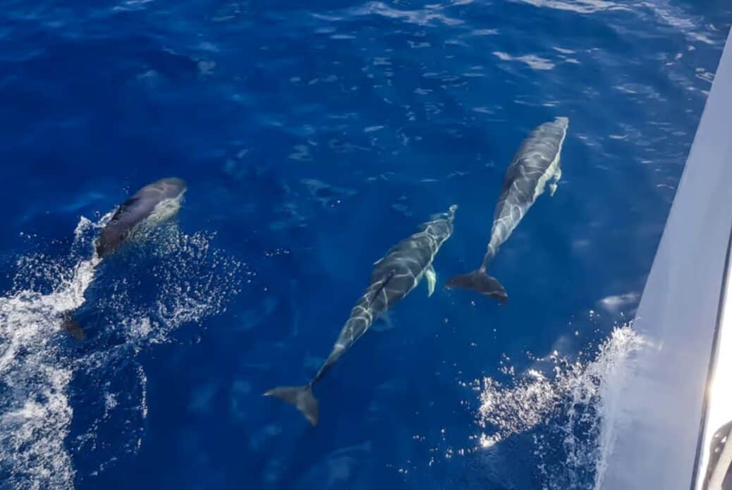 Observation des dauphins