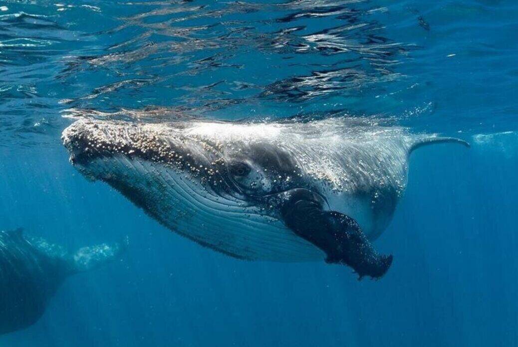 Nager avec les baleines à Ningaloo Reef