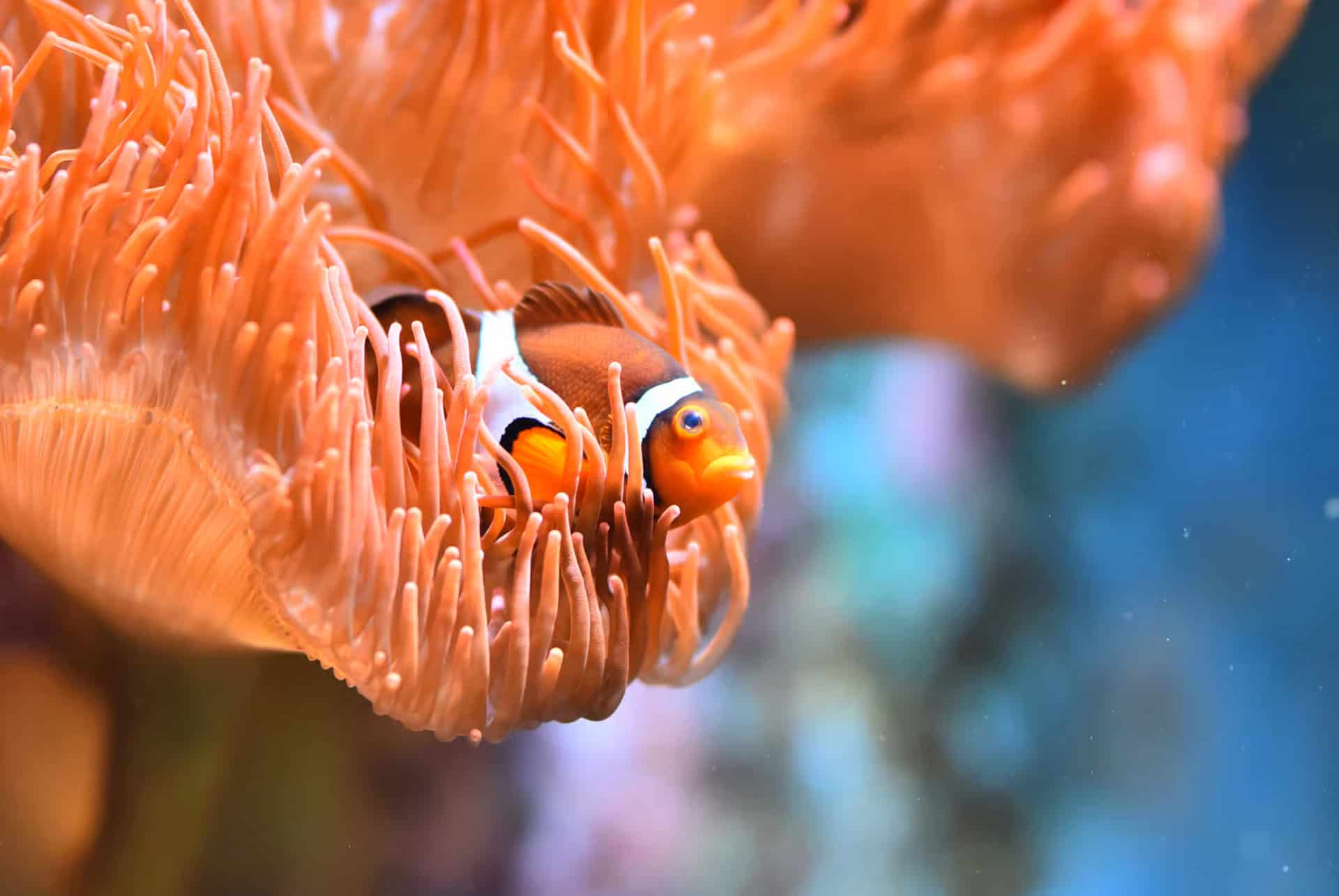 aquarium de cologne