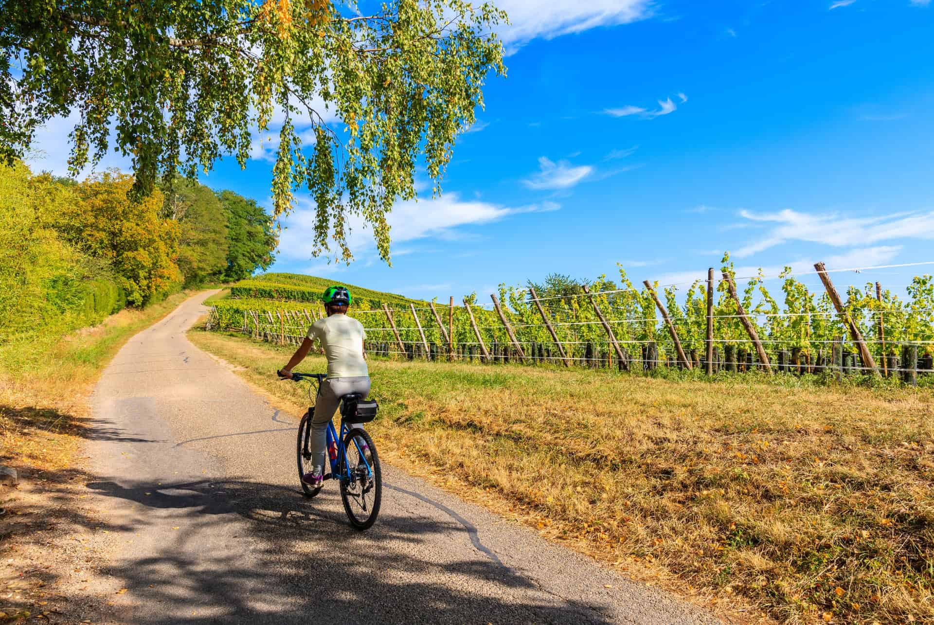 colmar a velo route des vins