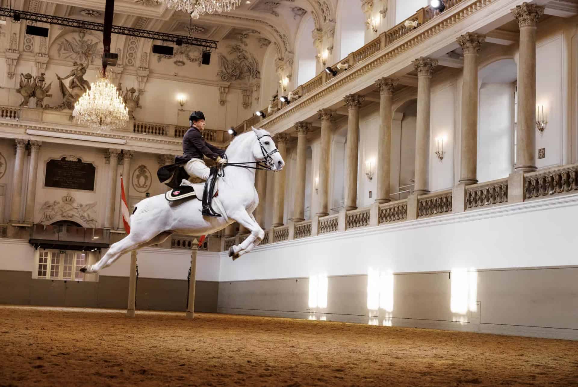 lipizzan vienne en novembre lipizzan vienne en novembre