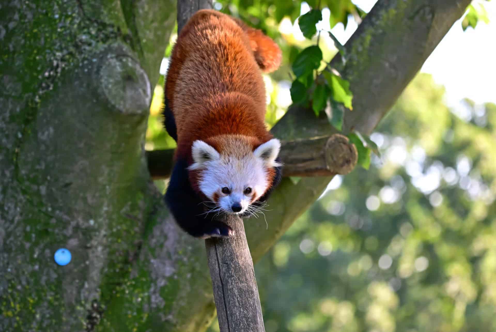 zoo de cologne