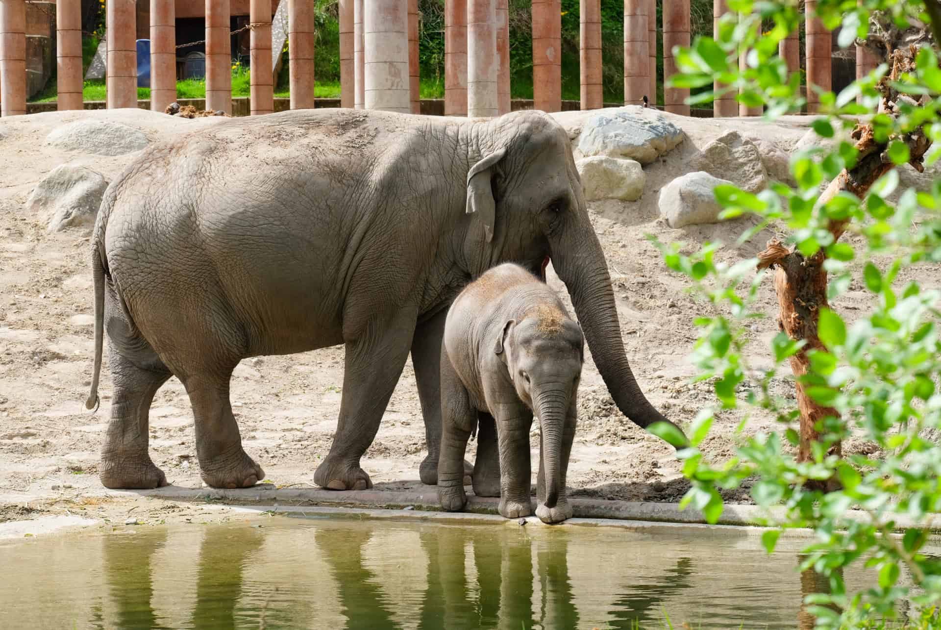zoo prague elephants