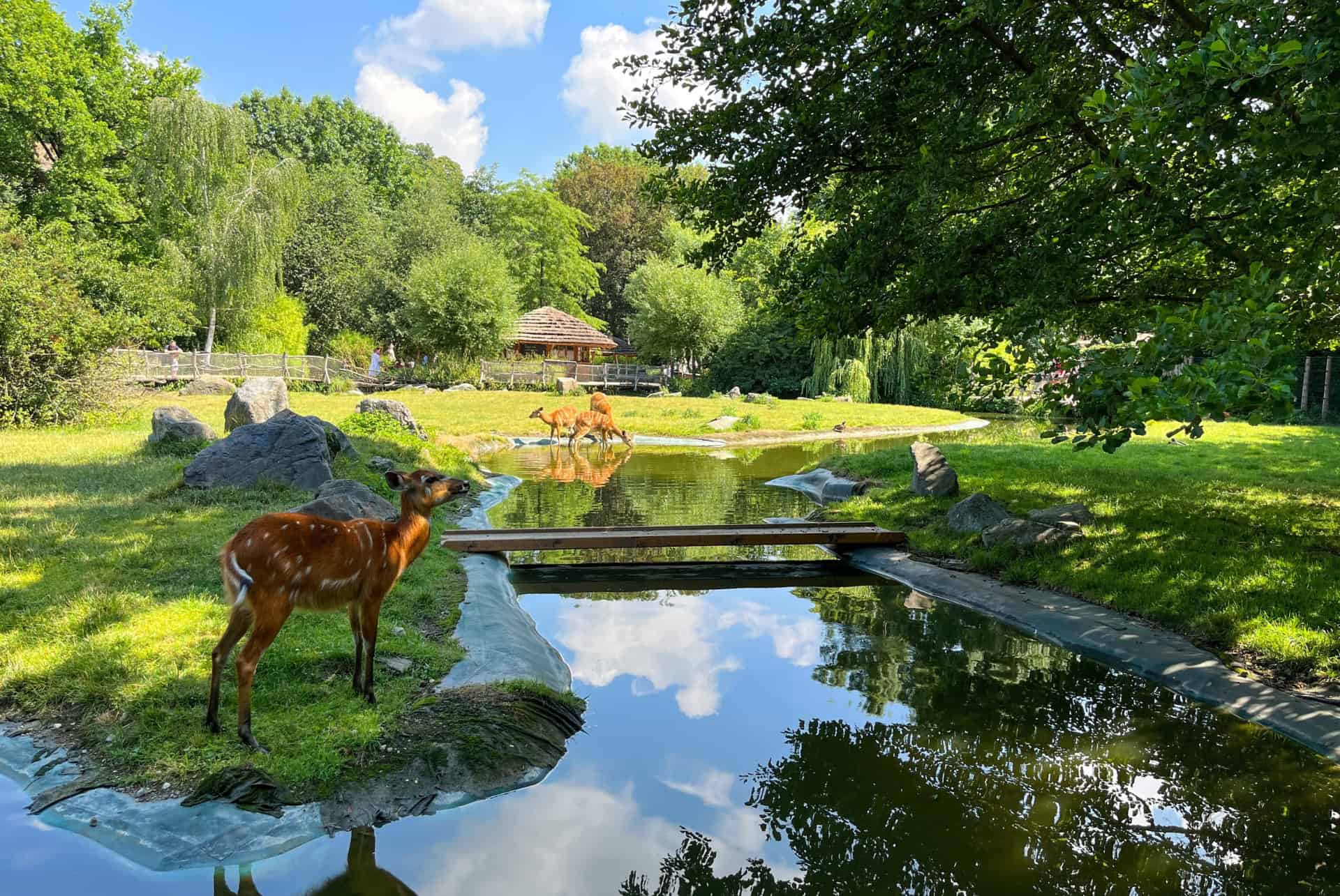 zoo prague faon