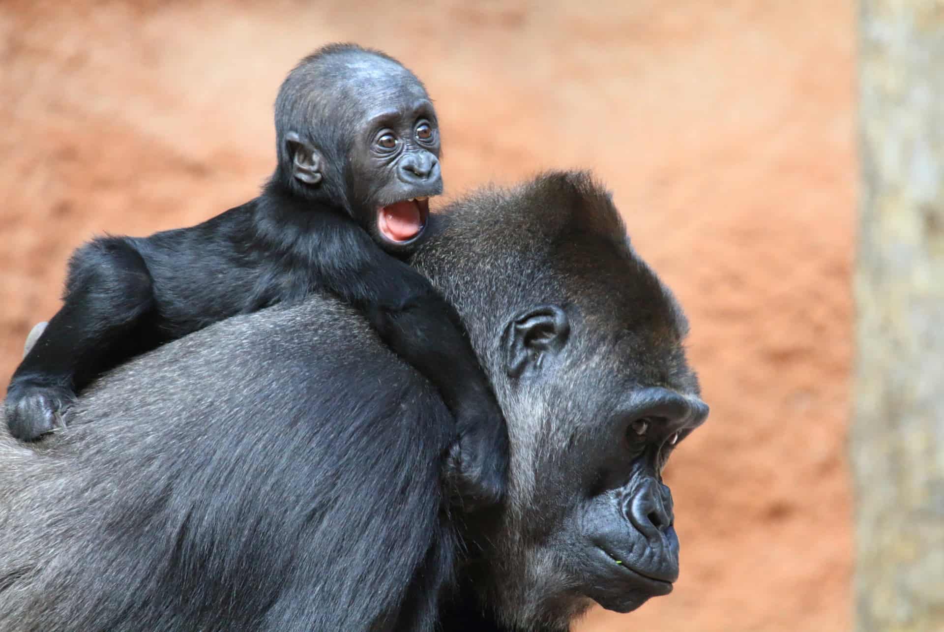 zoo prague gorilles