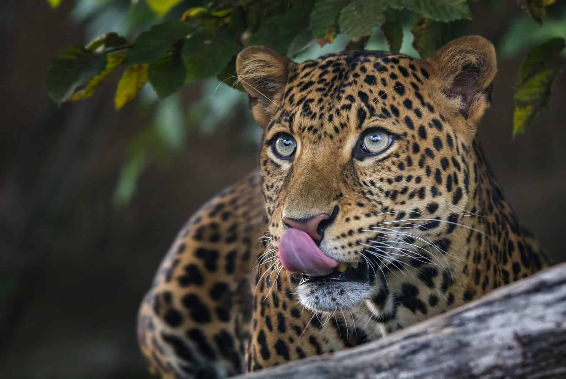 zoo prague guepard