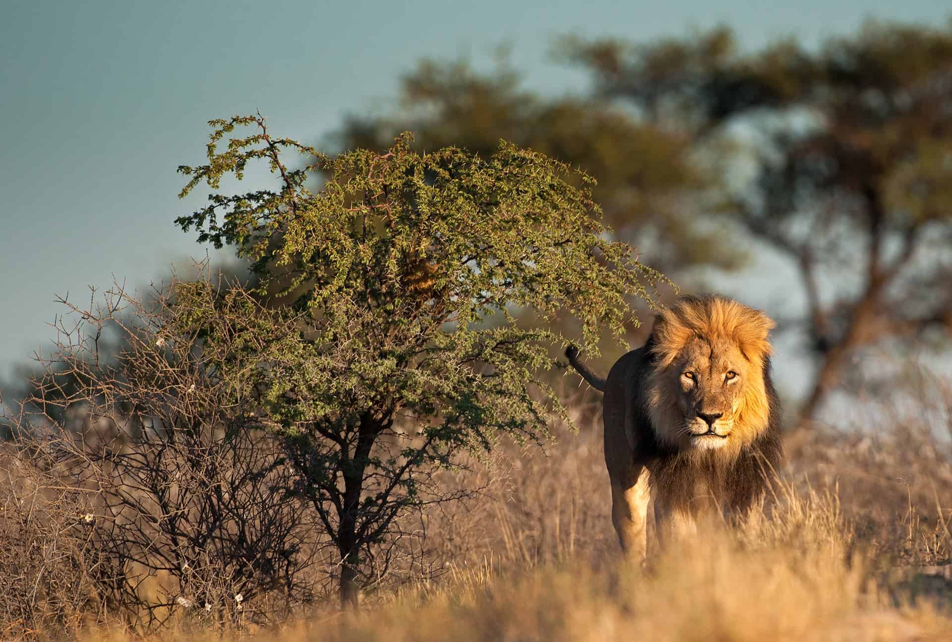 parc national kgalagadi safari en afrique du sud