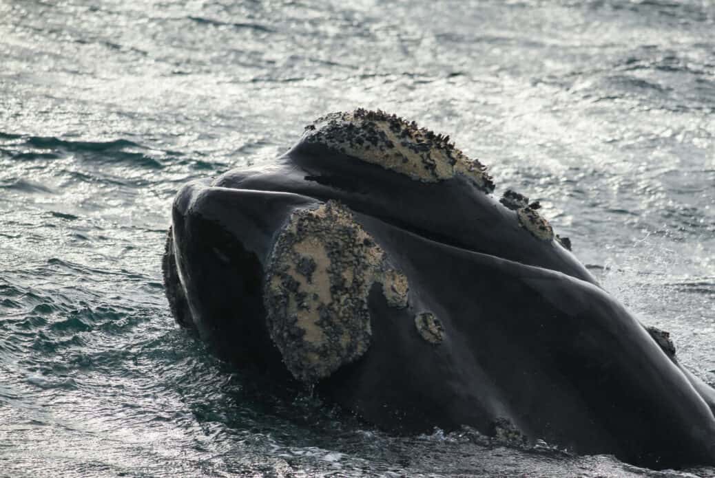 baleine franche australe hermanus afrique du sud