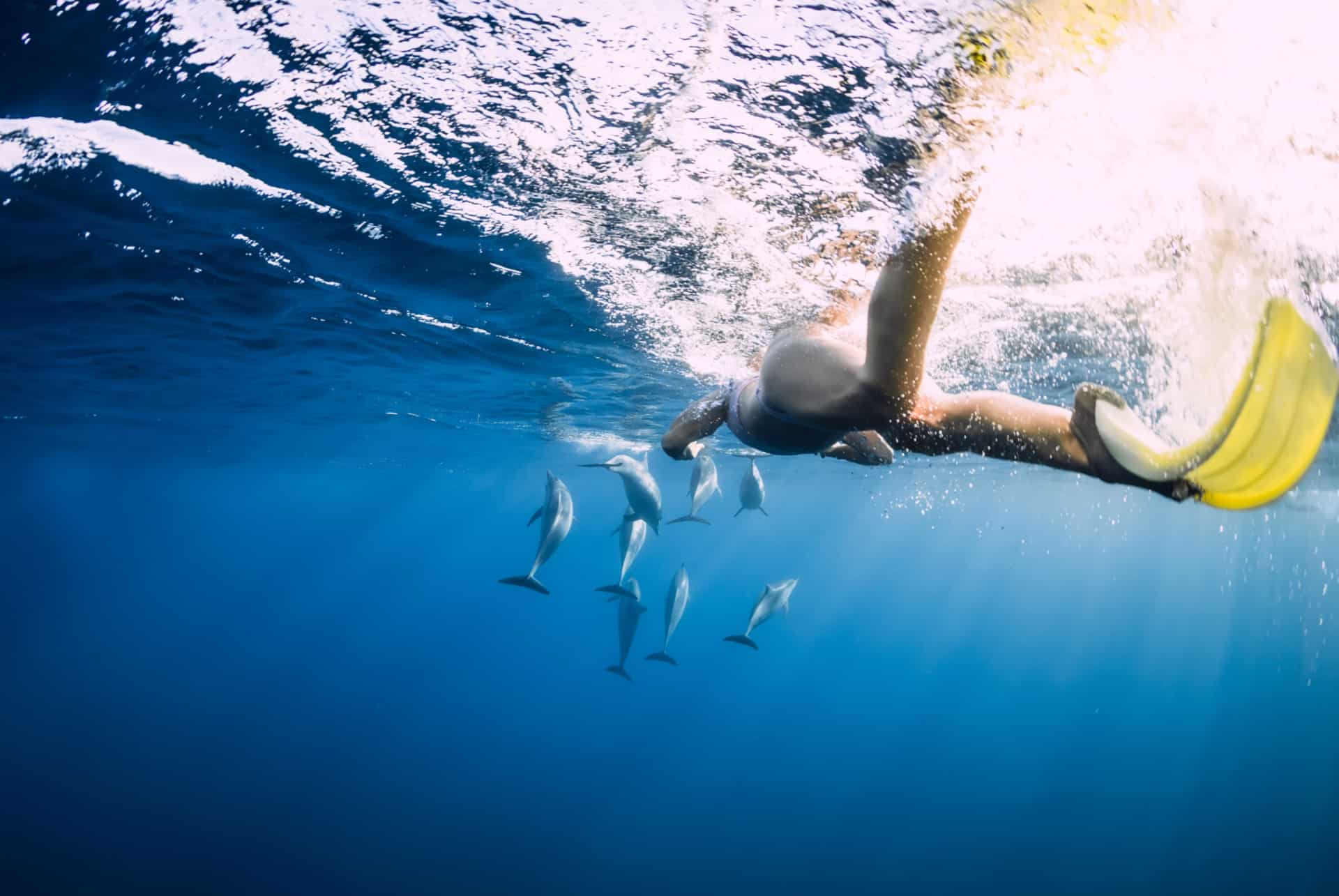 nager avec les dauphins reunion