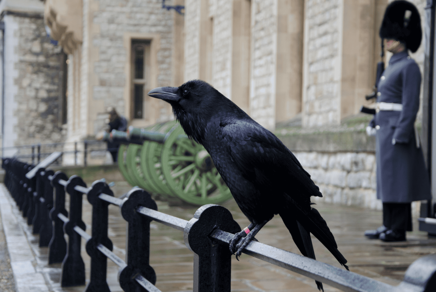 tour de londres corbeau