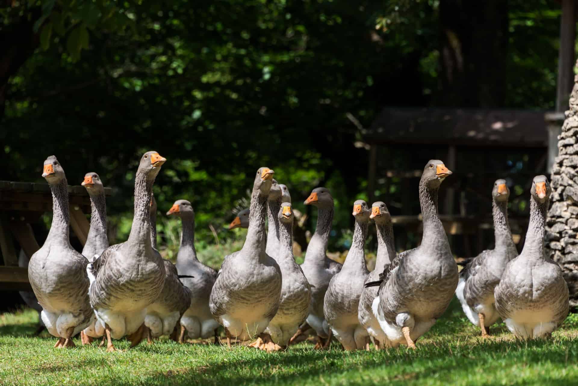 elevage dans les landes