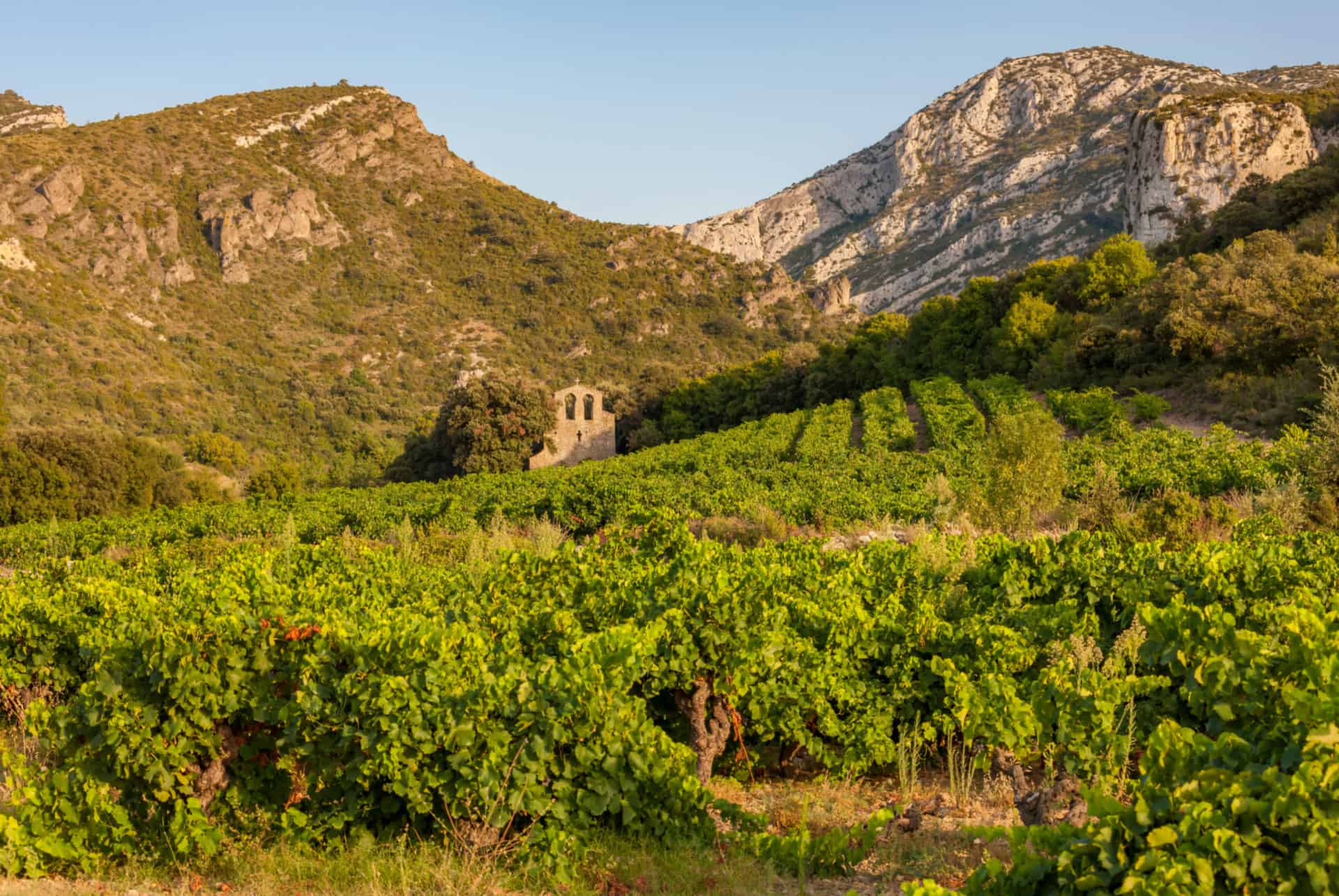 vignoble que faire dans le languedoc-roussillon