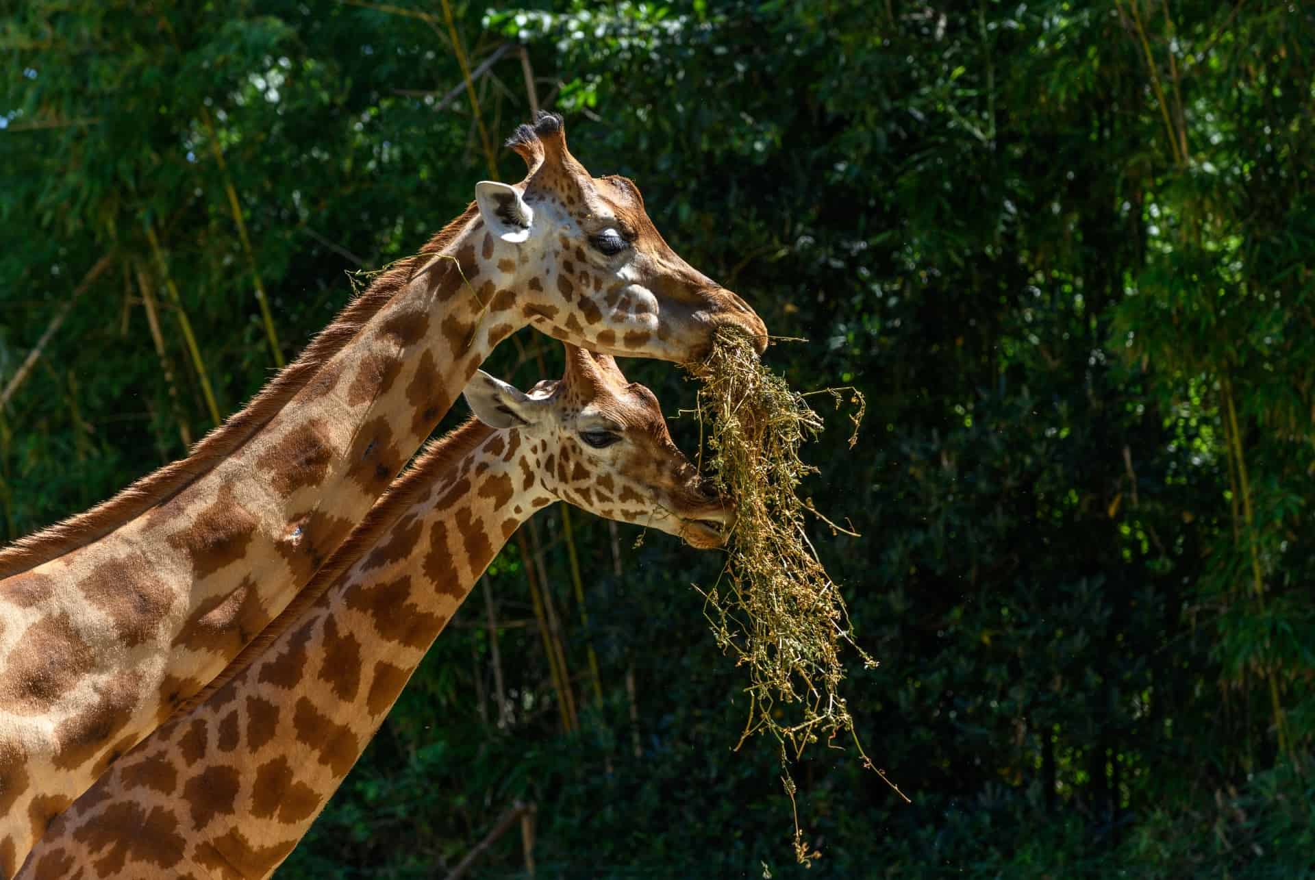 que faire aux sables olonne zoo