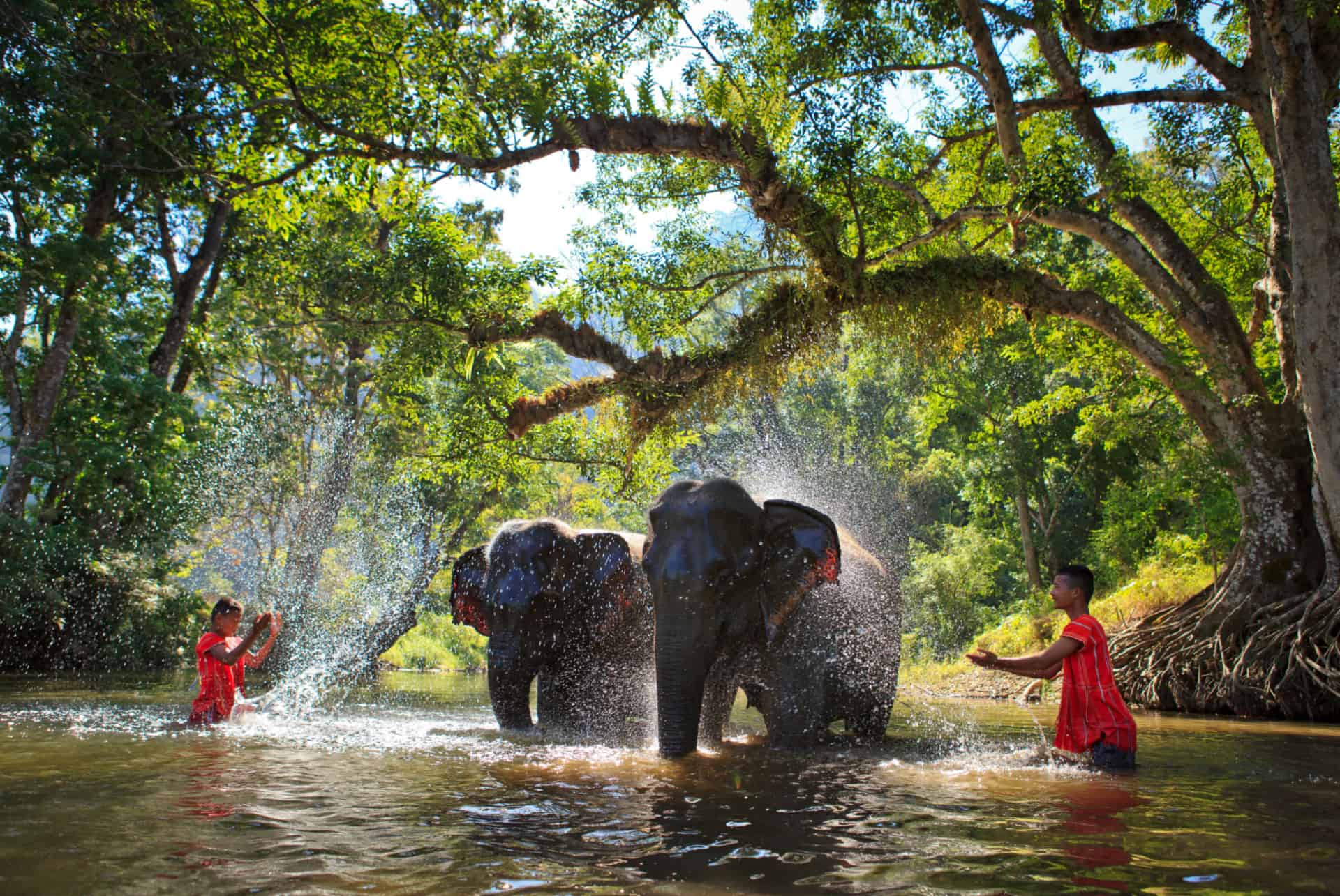 sanctuaire des elephants en thailande