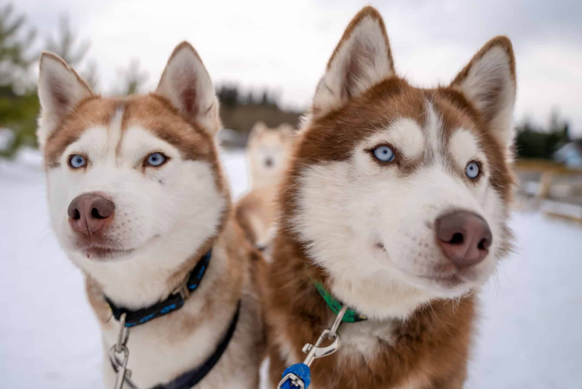 huskies