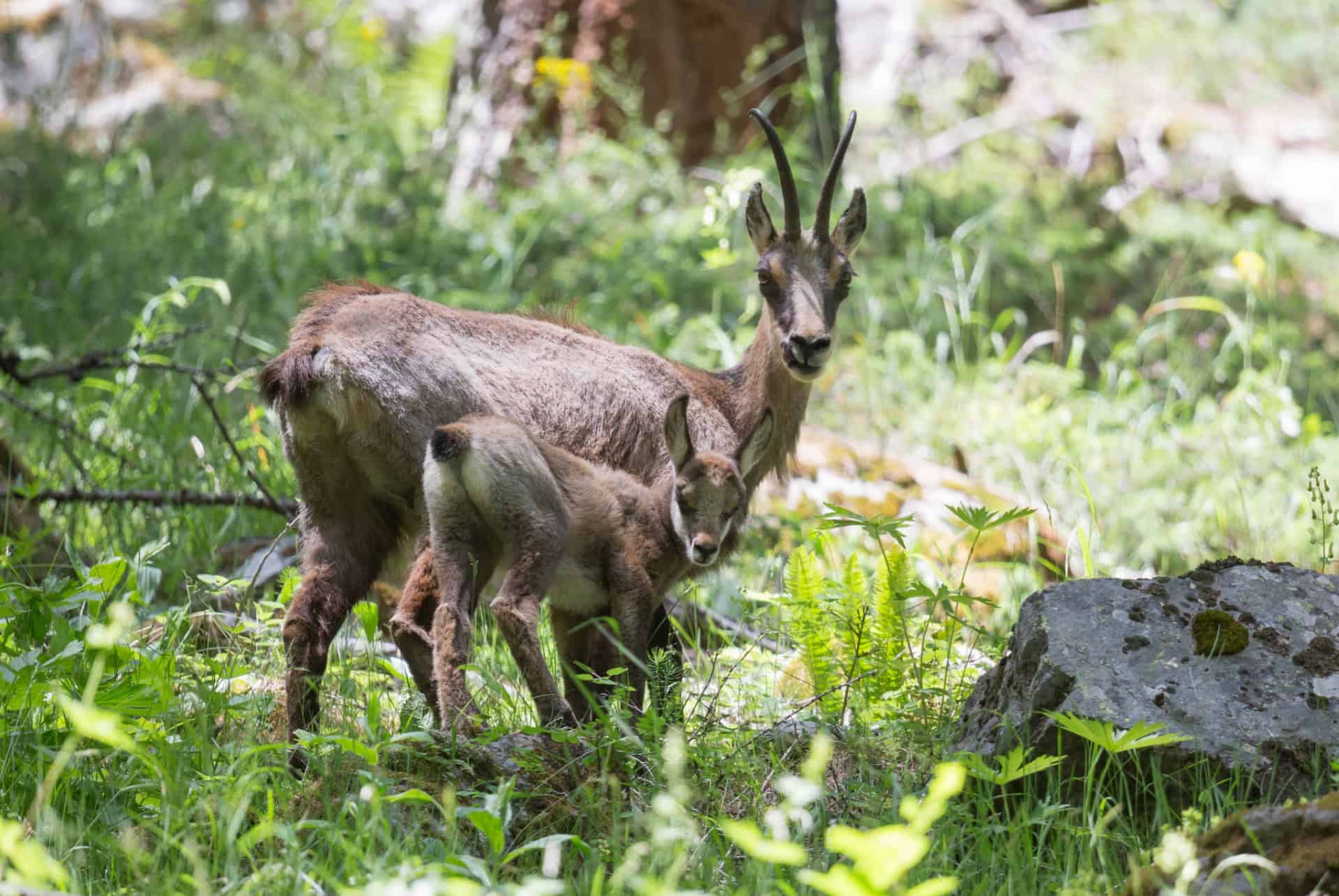 ecrins parc national