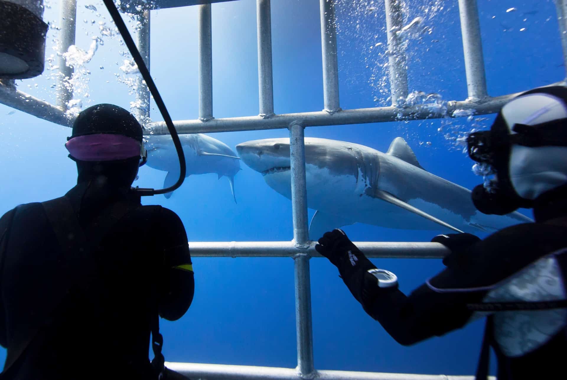 plongee en cage requins