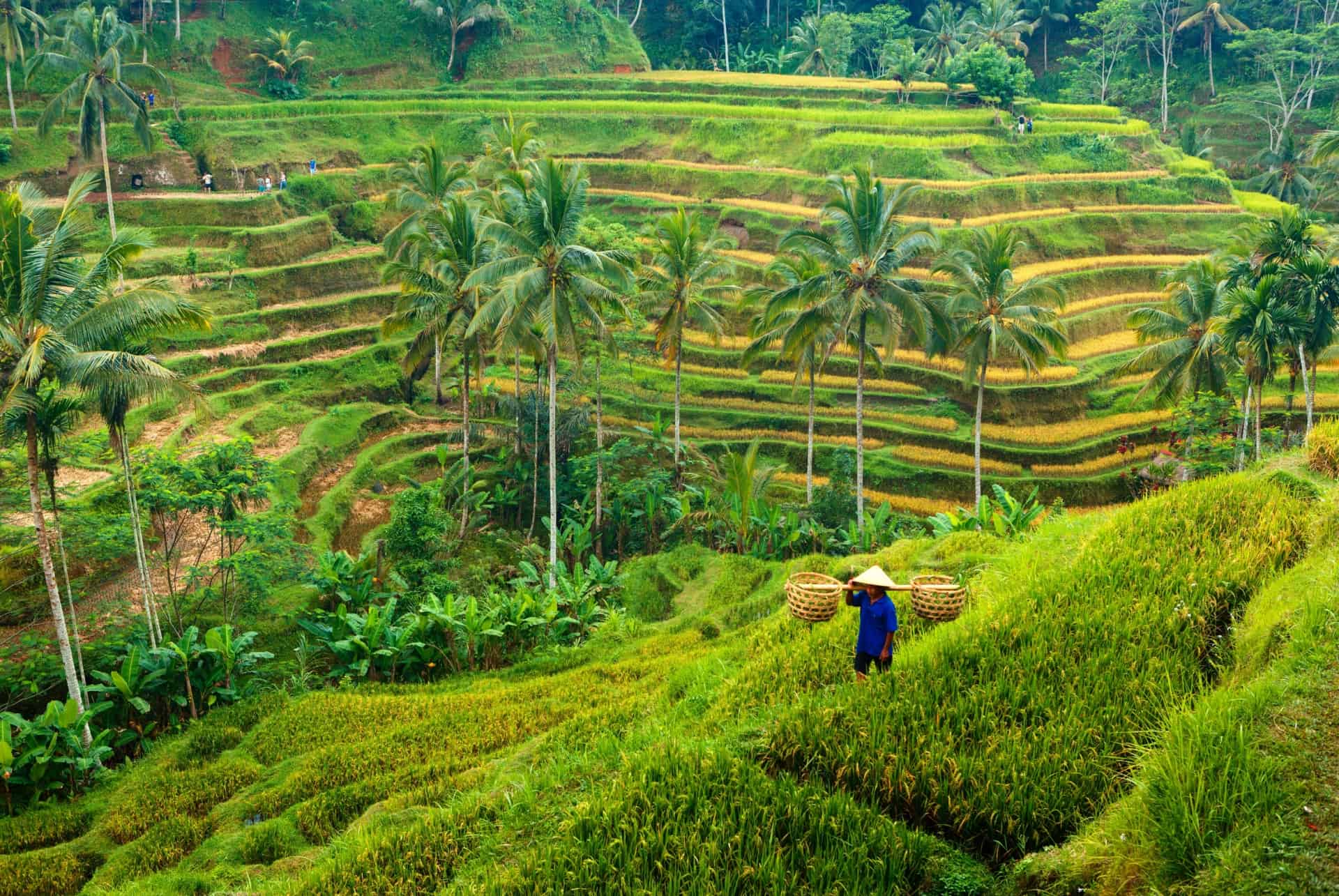 climat de bali en juin