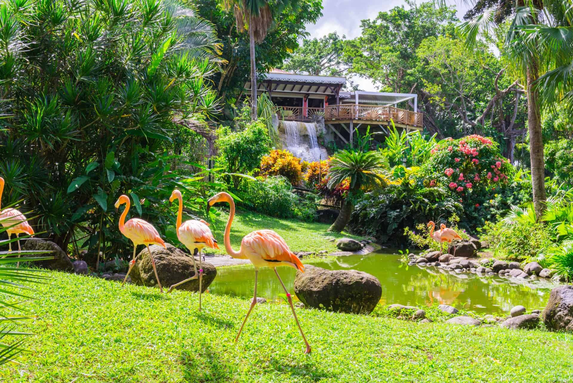 jardin botanique deshaies 10 jours guadeloupe