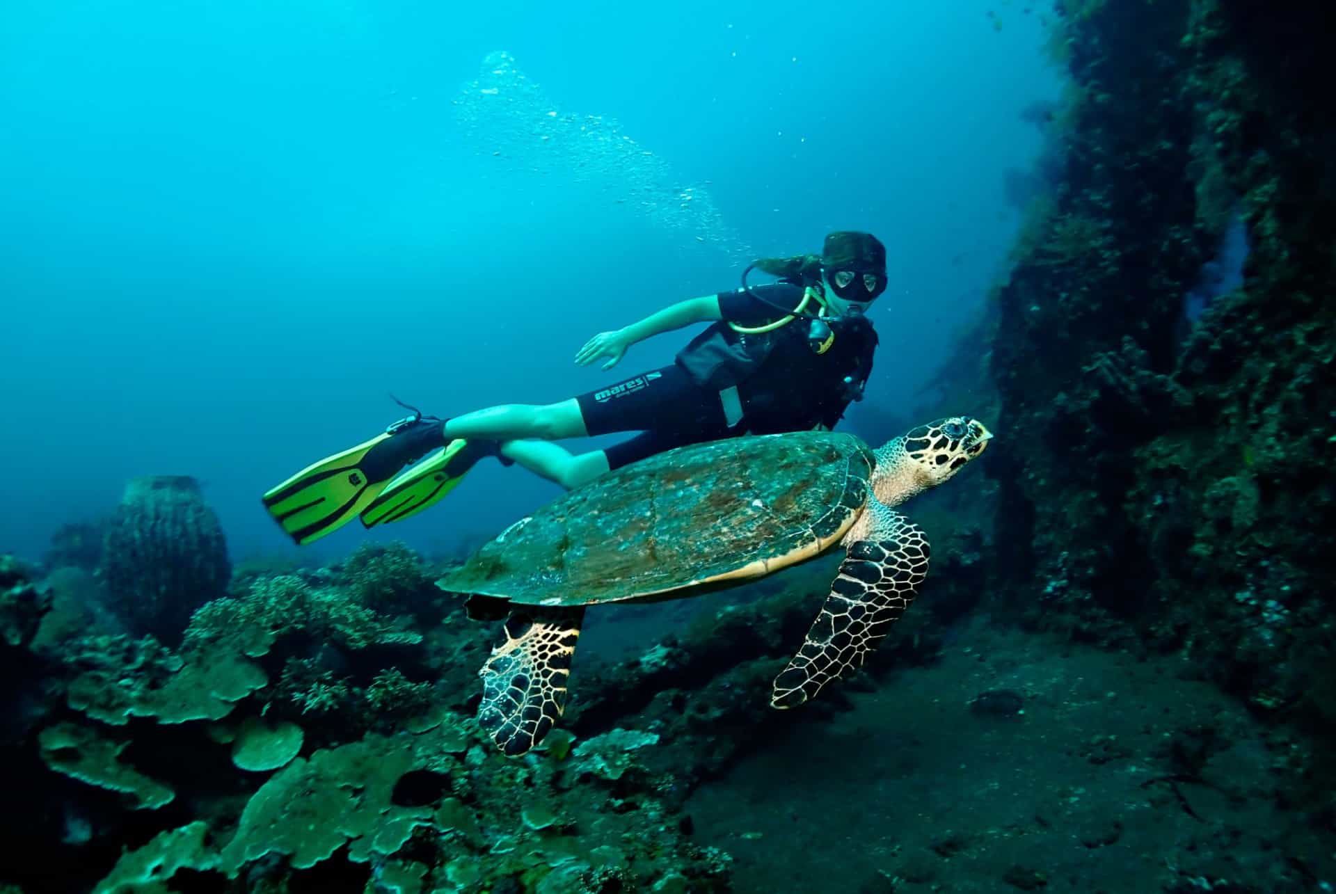 plongee a bali tortue