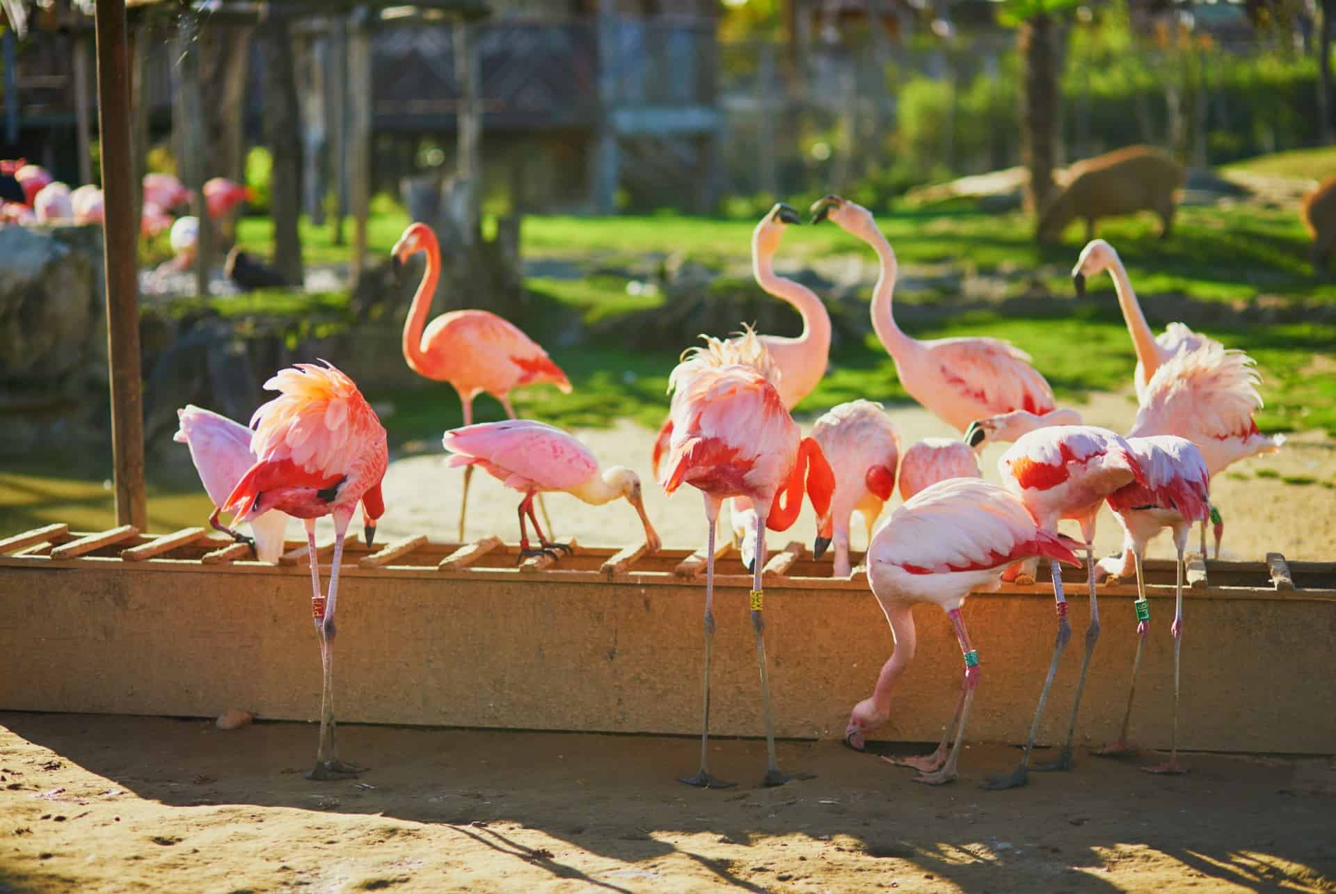 zoo du jardin des plantes paris