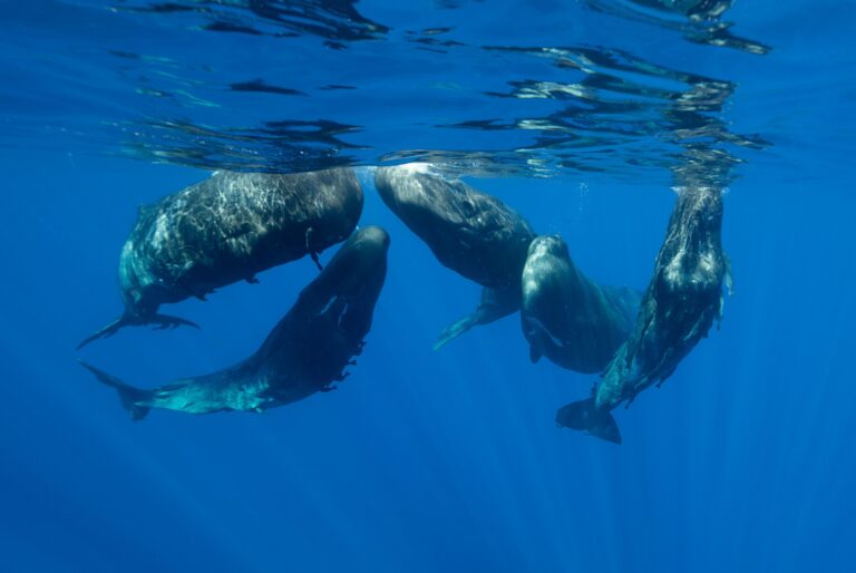 Nage avec les dauphins et observation des baleines