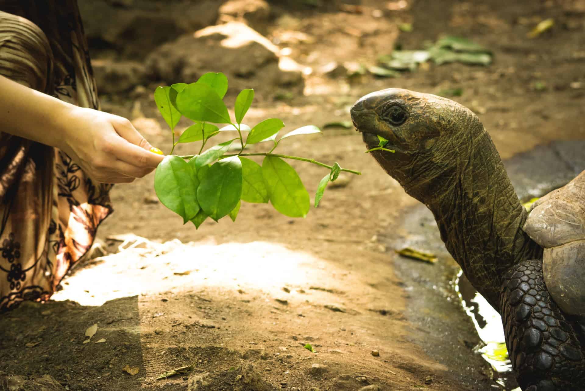 tortue geantes changuu