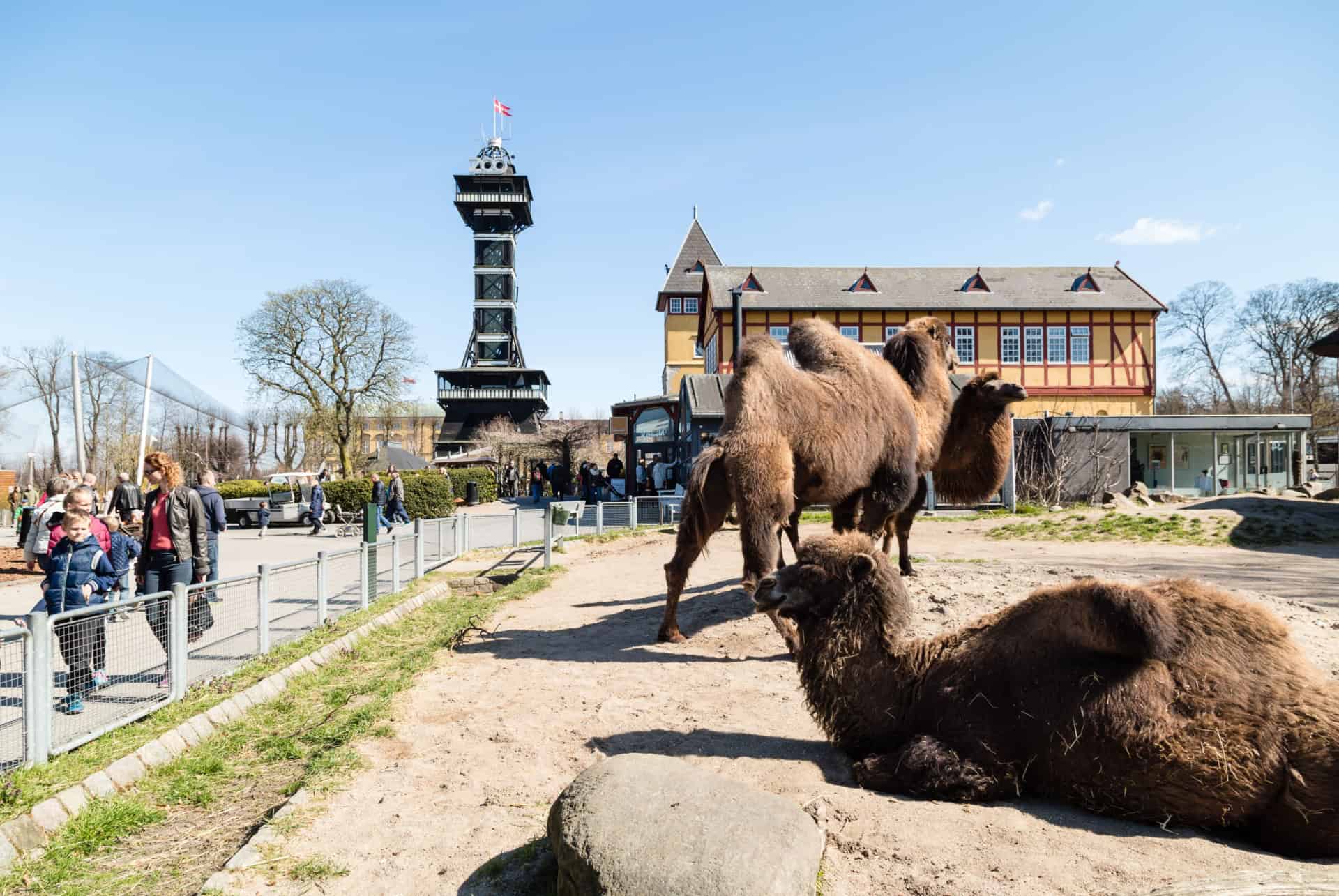 zoo de copenhague