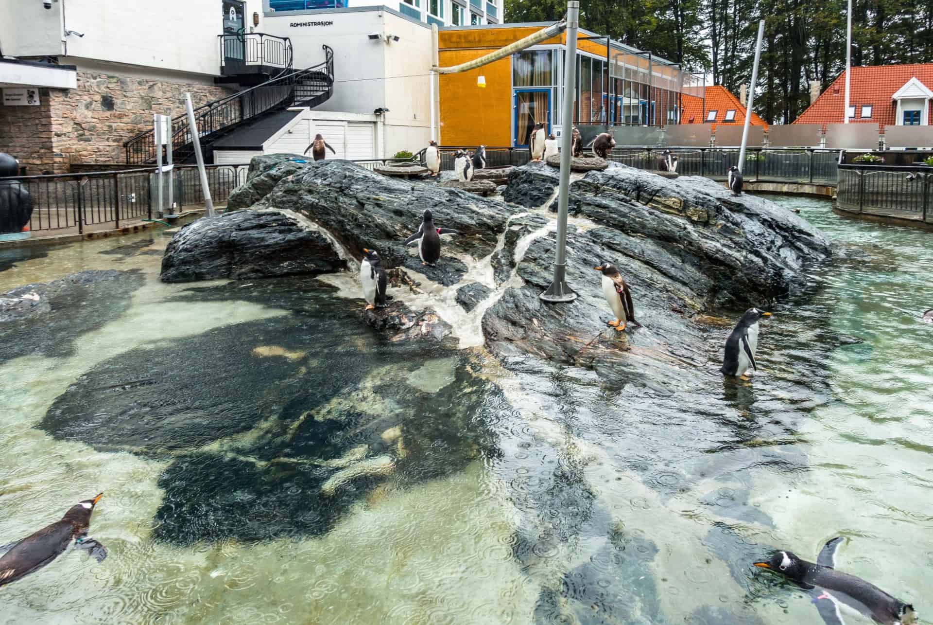 manchots aquarium bergen