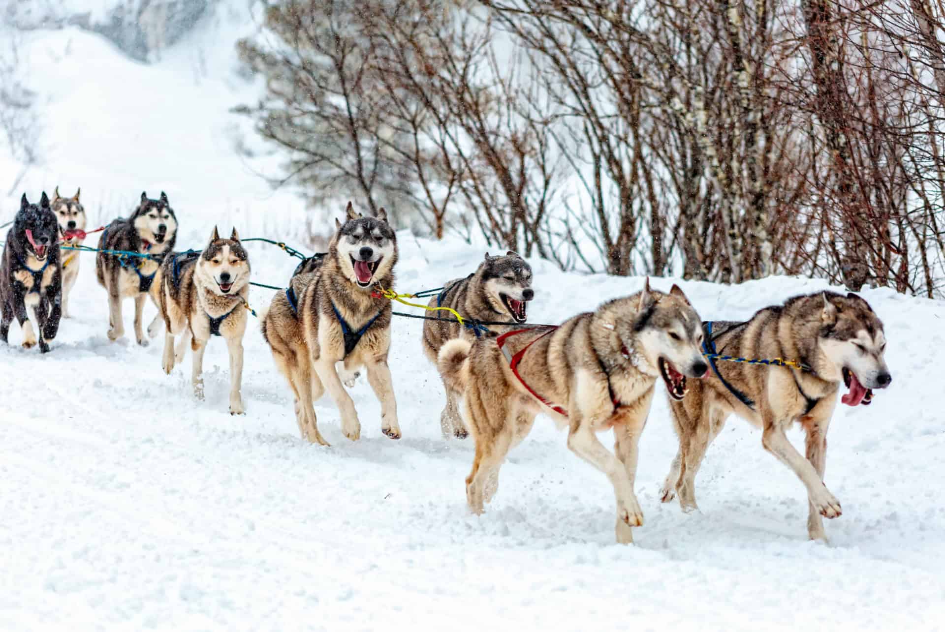 chiens traineaux norvege