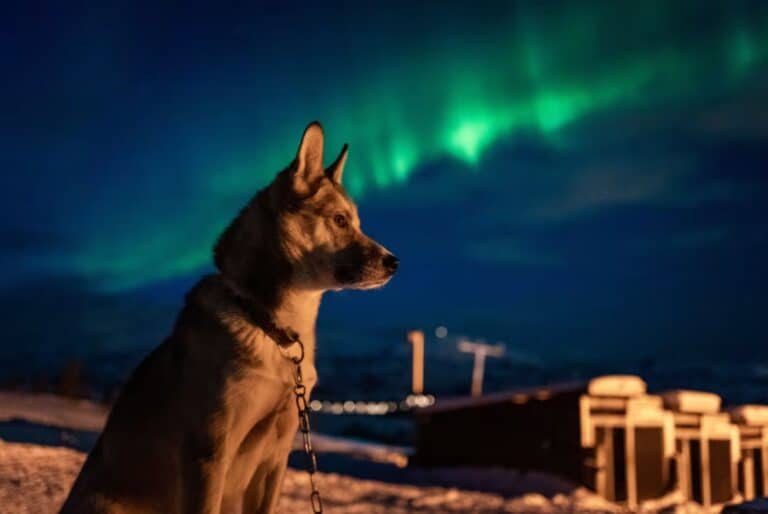 Élevage de huskys et aurores boréales à Kvaløya