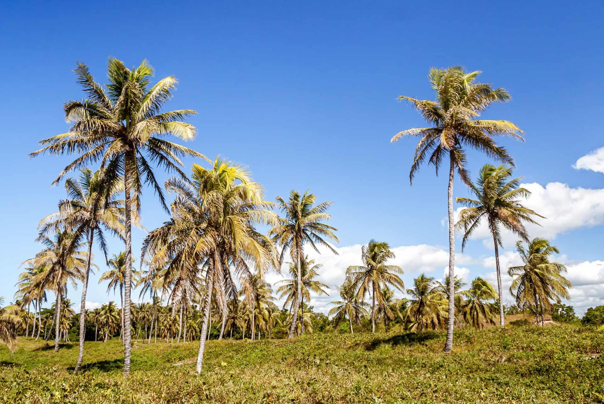 que faire a madagascar visite cocoteraie