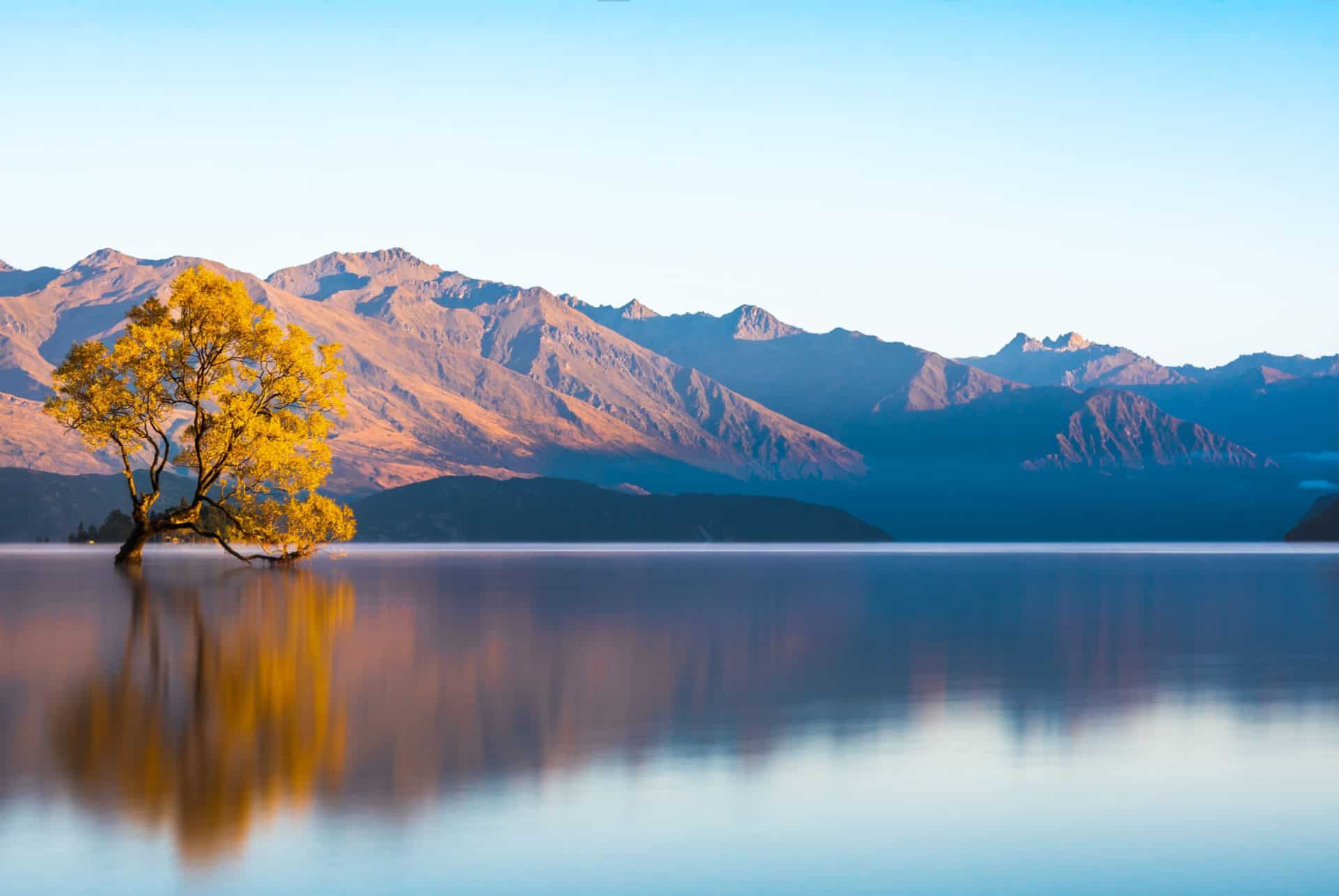 wanaka lonely tree