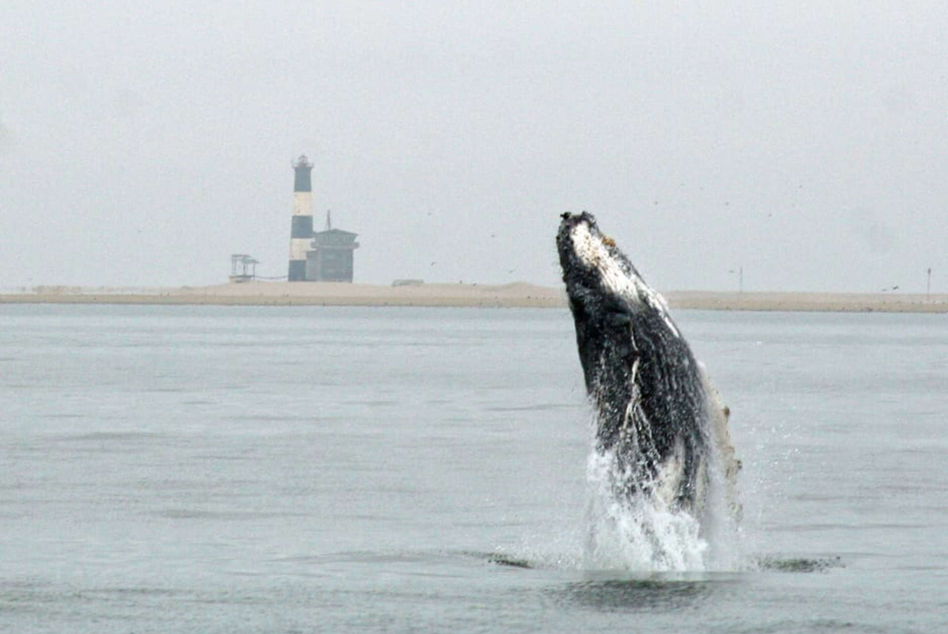 croisiere baleine namibie