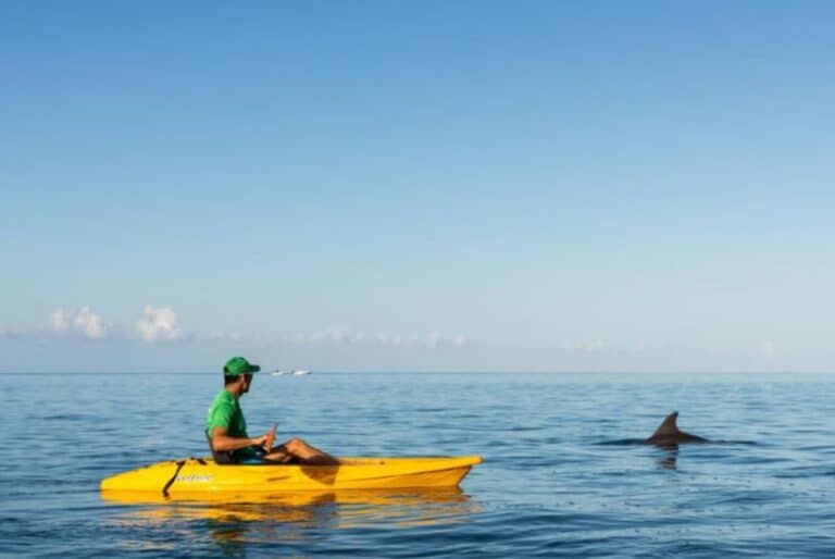 Excursion avec les dauphins en kayak