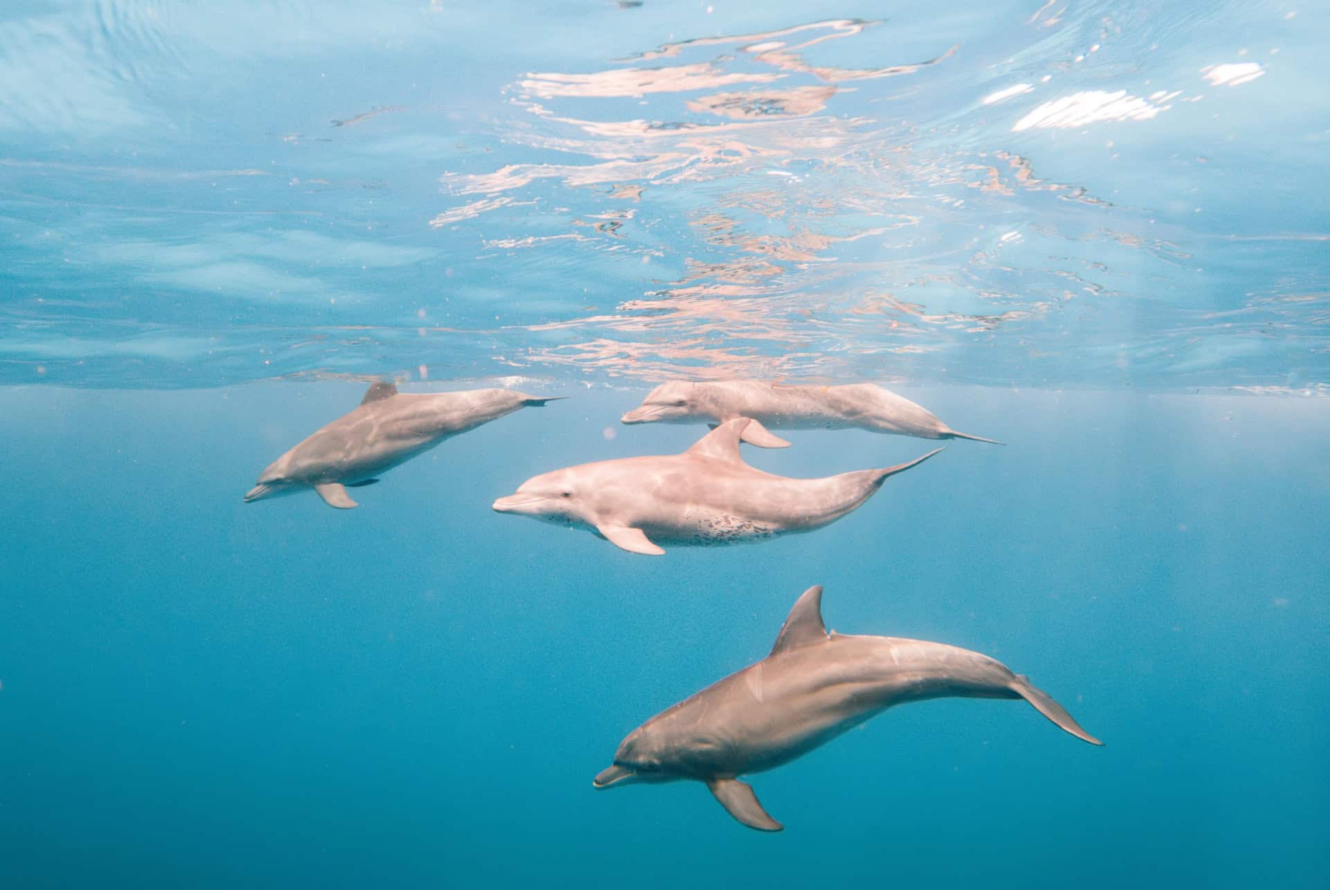 dauphins zanzibar