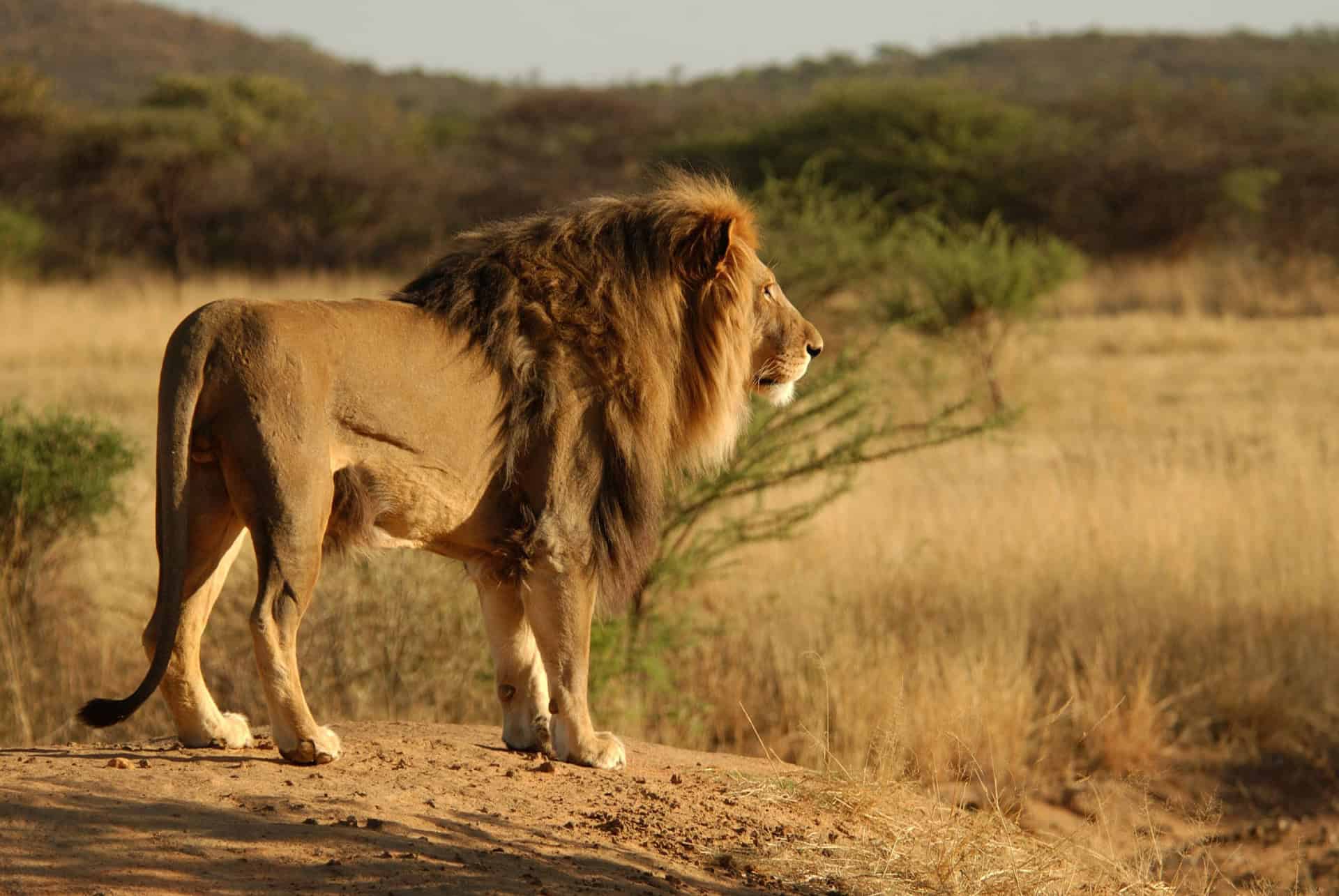 reserve naturelle okonjima