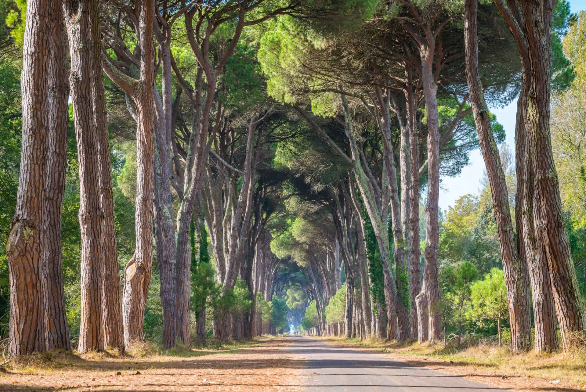 Parc san rossore