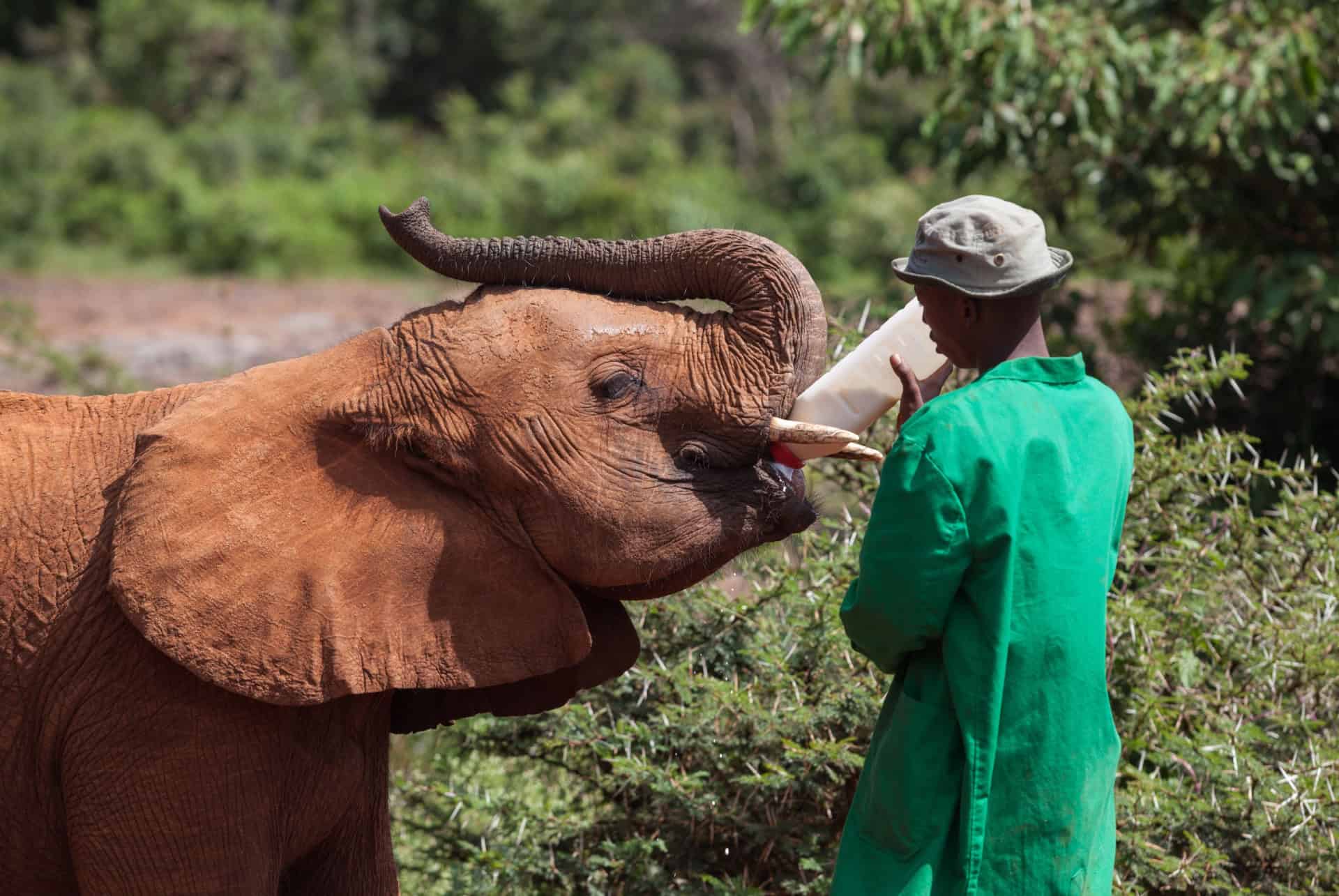 Sheldrick Wildlife Trust orphelin d'élephants