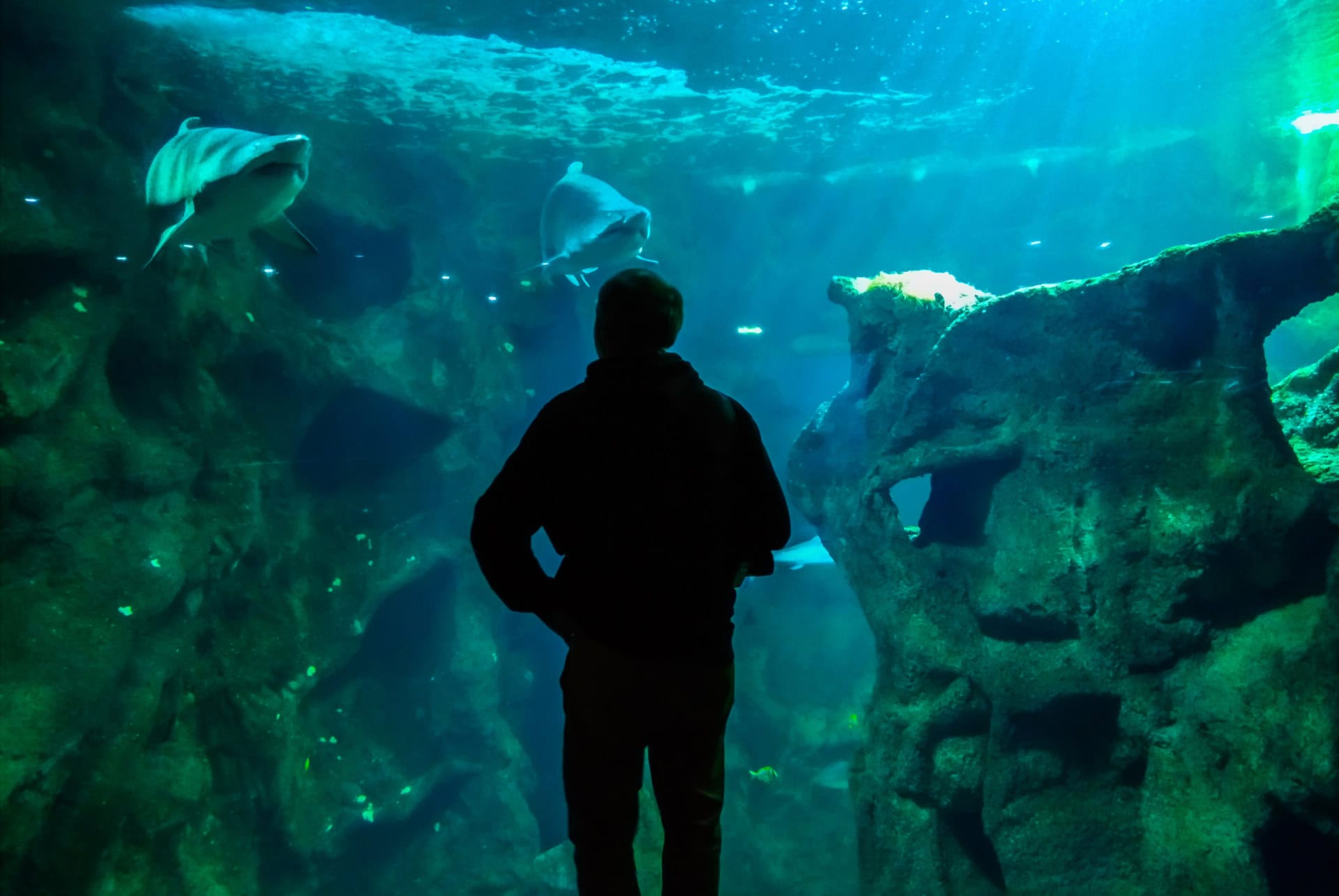 aquarium de la rochelle