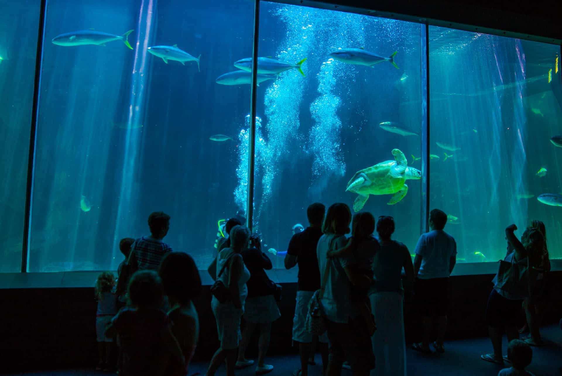 aquarium two oceans cape town