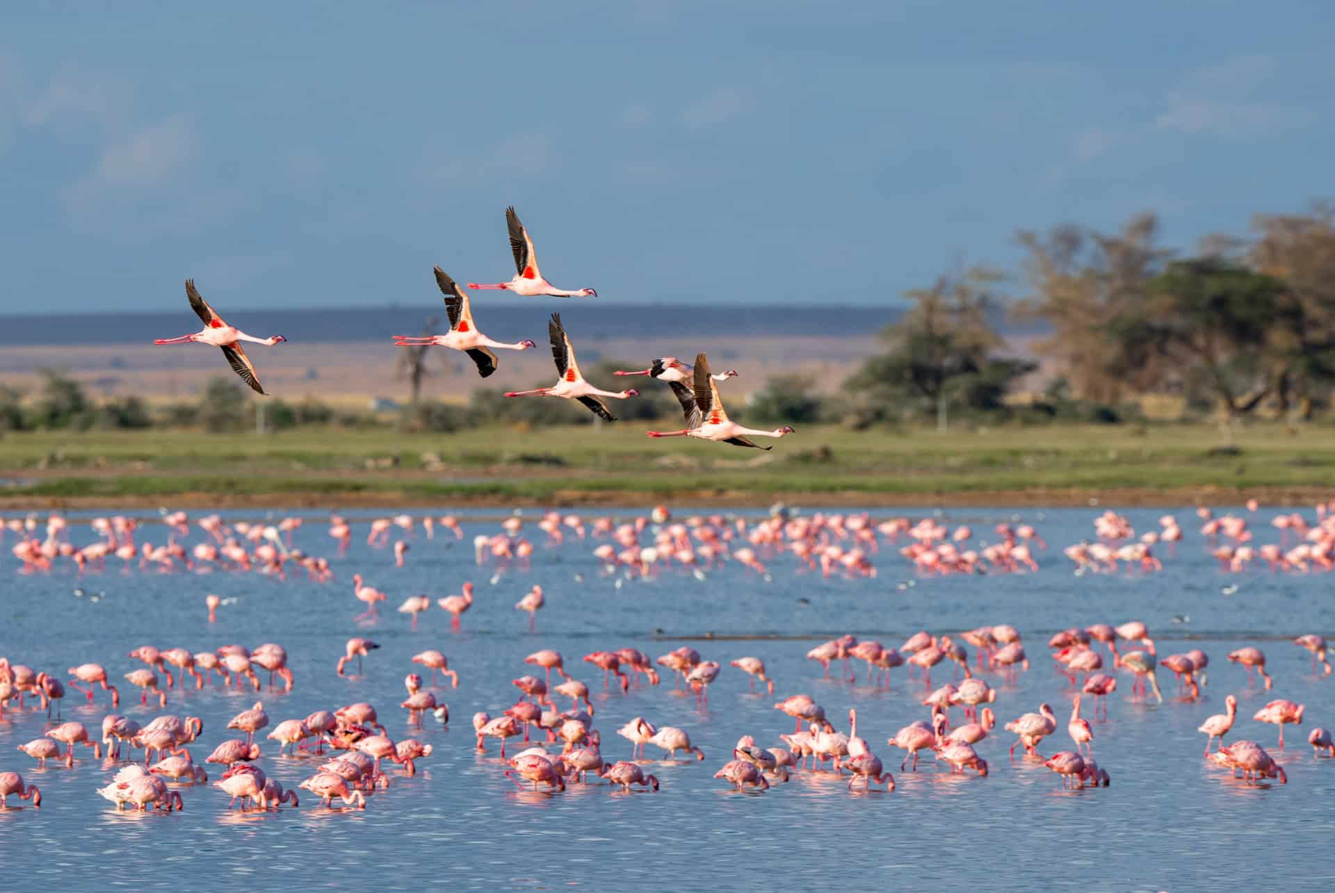 camargue reserve naturelle