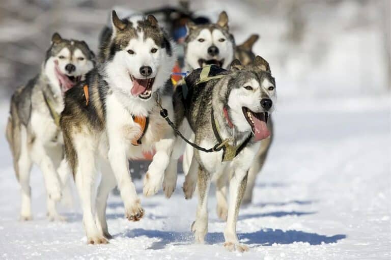 Chiens de traîneau à Rovaniemi