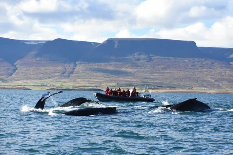 Croisière d'observation des baleines en hors-bord depuis Akureyri