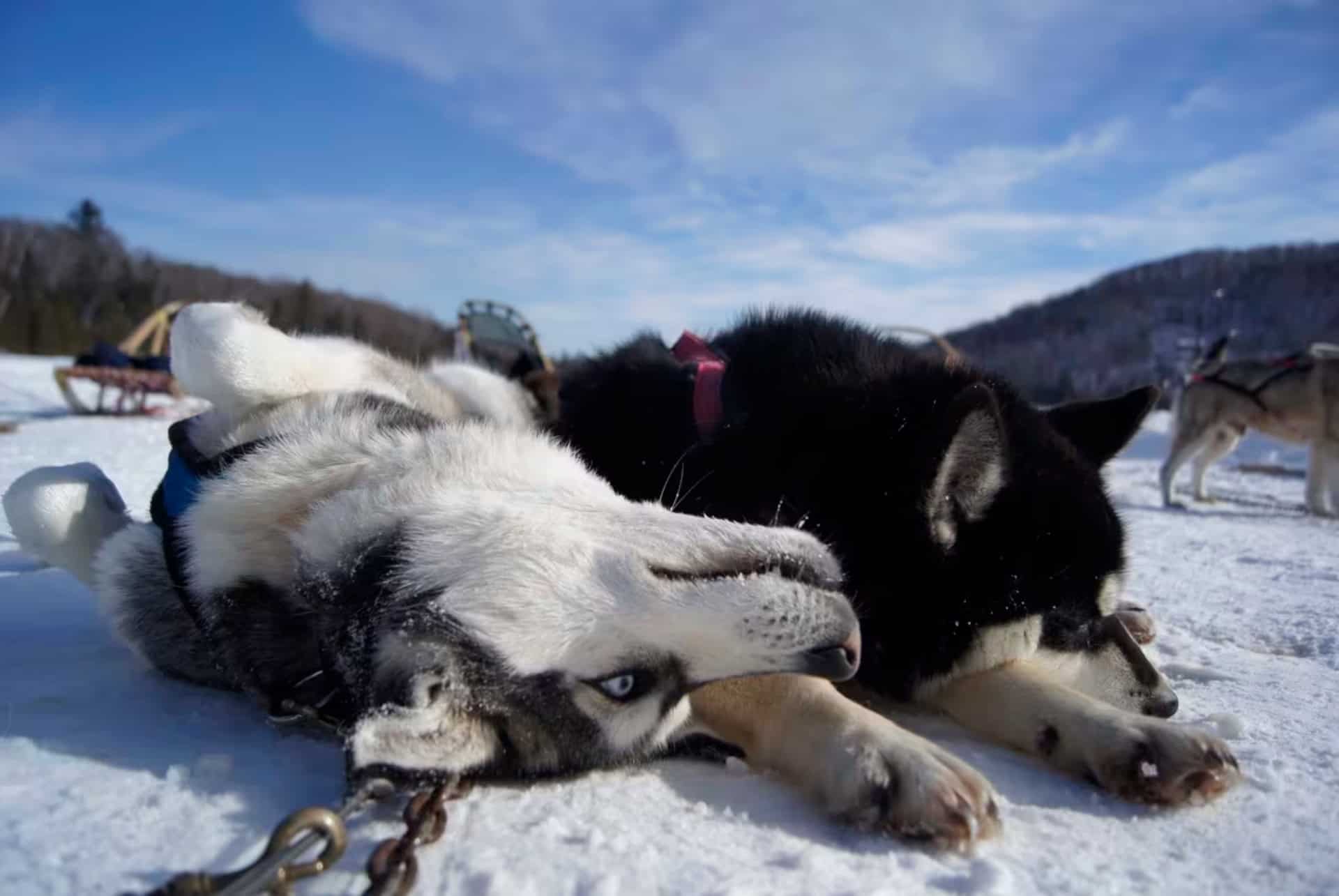 des chiens de traineau