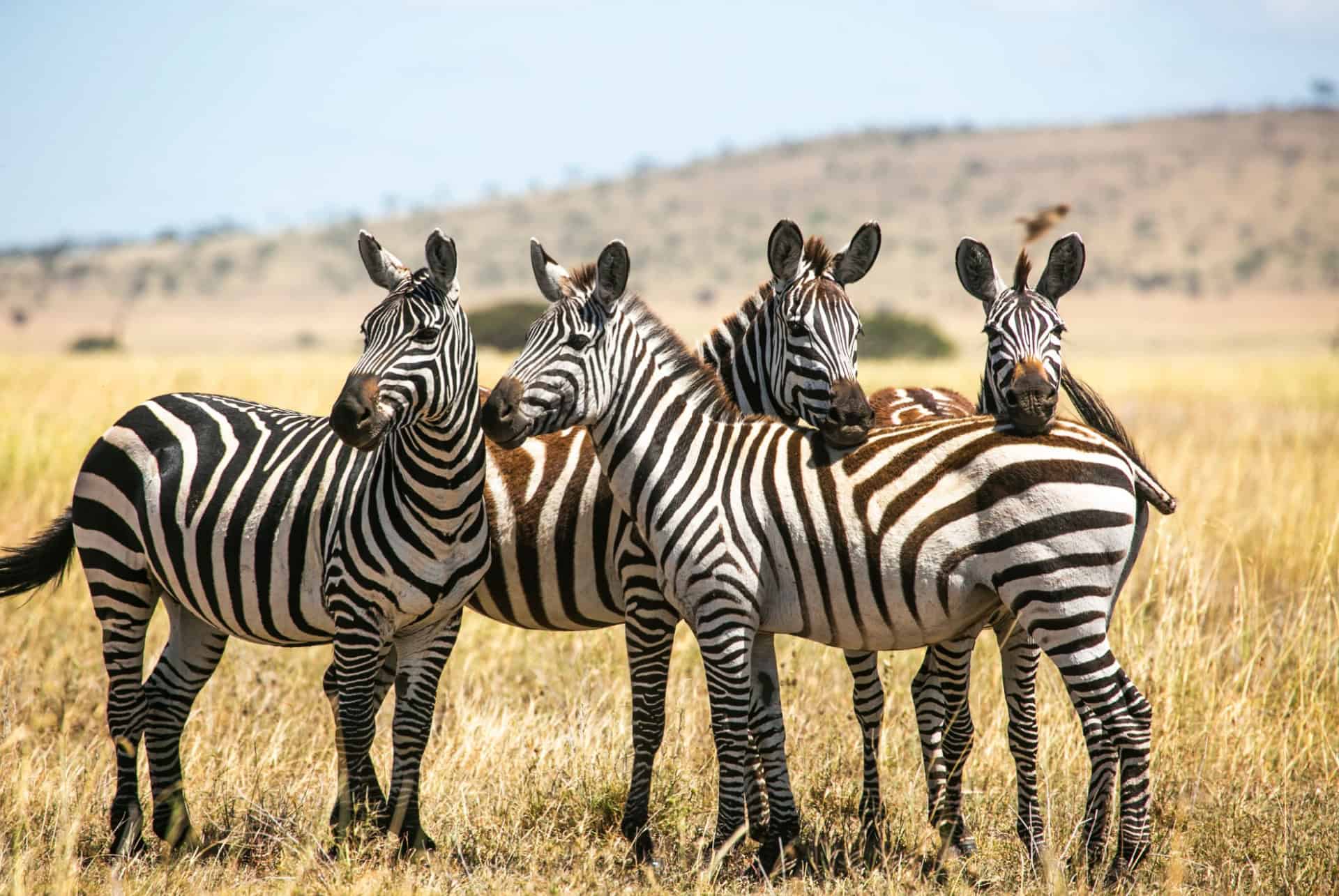 groupe de zebres